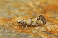 Chrysoesthia atriplicella