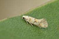 Chrysoesthia atriplicella