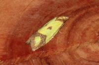 Agapeta zoegana