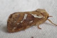 Korscheltellus lupulinus