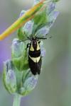 Dasycera oliviella