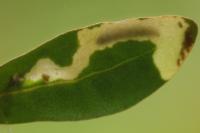 Scrobipalpa instabilella