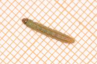Scrobipalpa instabilella