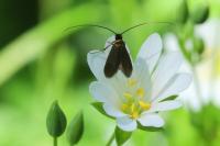 Cauchas rufimitrella