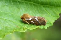 Korscheltellus lupulinus