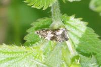 Celypha lacunana