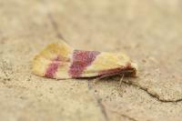 Diceratura amaranthica