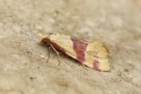 Diceratura amaranthica