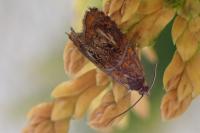 Olethreutes arcuella