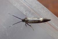 Esperia sulphurella