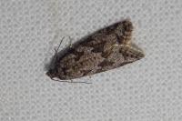 Cnephasia