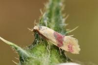 Diceratura amaranthica