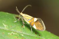 Alabonia geoffrella