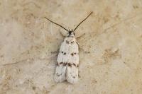 Symmoca orphnella
