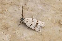 Symmoca orphnella