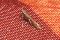 Caloptilia stigmatella