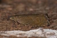 Dichrorampha sedatana