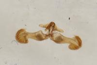 Dichrorampha sedatana