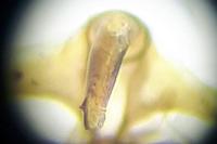 Dichrorampha sedatana