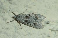 Diurnea fagella