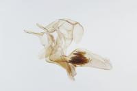 Diceratura amaranthica