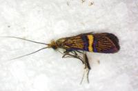 Adela croesella