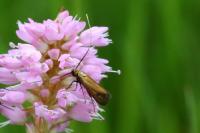 Nemophora metallica