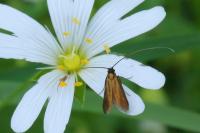 Cauchas rufimitrella