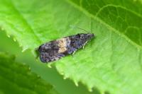 Endothenia nigricostana