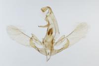 Symmoca orphnella