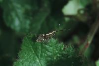 Esperia sulphurella