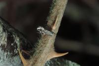 Glyphipterix simpliciella