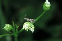 Glyphipterix simpliciella