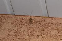 Nematopogon