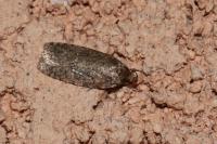 Agonopterix