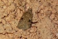 Agonopterix propinquella