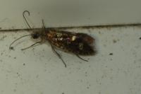 Dyseriocrania subpurpurella
