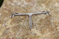 Calyciphora adamas