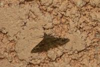 Alucita hexadactyla