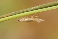 Cosmopterix lienigiella