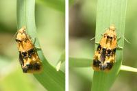 Commophila aeneana