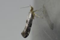 Argyresthia spinosella
