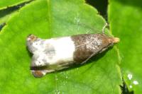 Notocelia cynosbatella