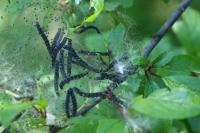 Yponomeuta padella