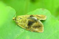Ptycholoma lecheana