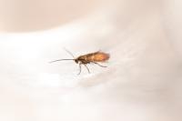 Micropterix aruncella