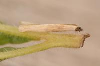 Coleophora