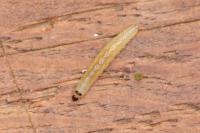 Agonopterix angelicella