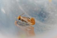 Tinea semifulvella