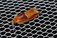 Ancylis mitterbacheriana